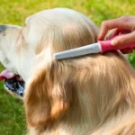 Best Brush For Golden Retrievers