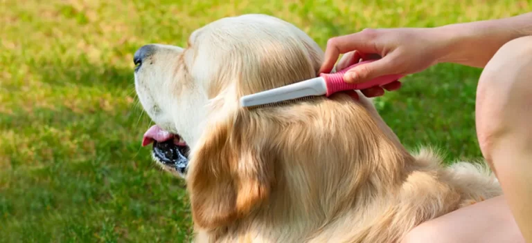 Best Brush For Golden Retrievers