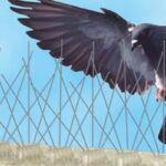 Bird Spike