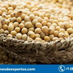 Global Soya Market